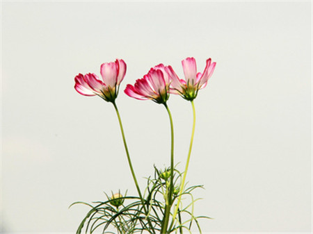 格桑花科普時(shí)間：波斯菊可以是！