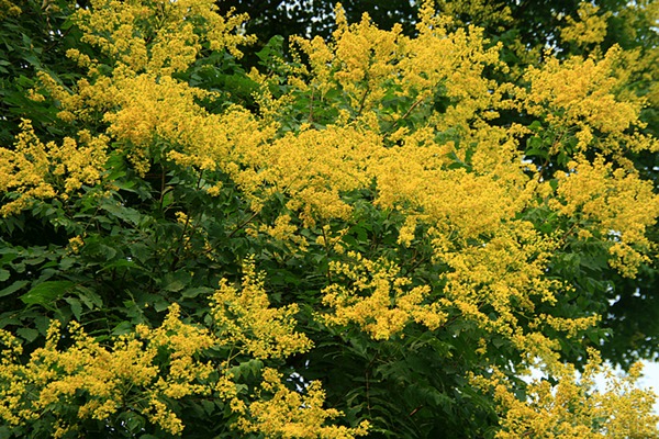 欒樹什么時(shí)候開花，花期多久
