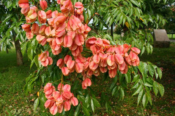 欒樹什么時(shí)候開花，花期多久
