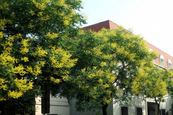 欒樹什么時(shí)候開花，花期多久