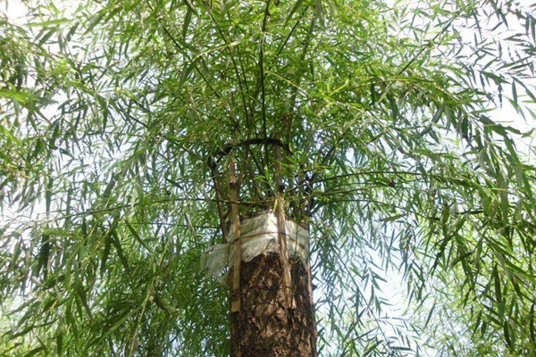 嫁接垂柳相對于原生垂柳有哪些優勢？