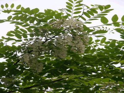 刺槐花可以吃嗎，應(yīng)該怎么吃？