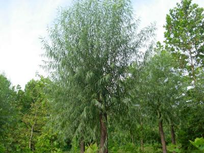 河北保定饅頭柳幼苗應(yīng)該怎么買？