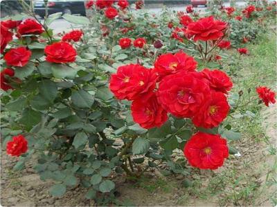紅帽月季是爬藤月季嗎？