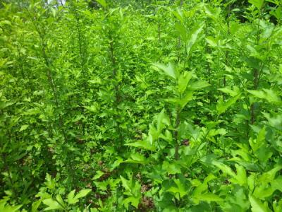 木槿花的花語是什么，寓意是什么？