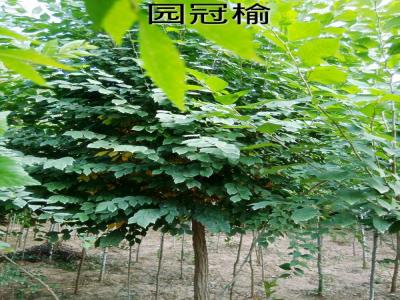 長(zhǎng)枝榆的別名是什么，有什么寓意
