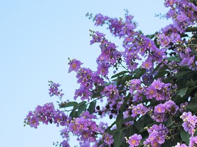 紫薇樹小苗應(yīng)該去哪里購(gòu)買，價(jià)格合理 ？