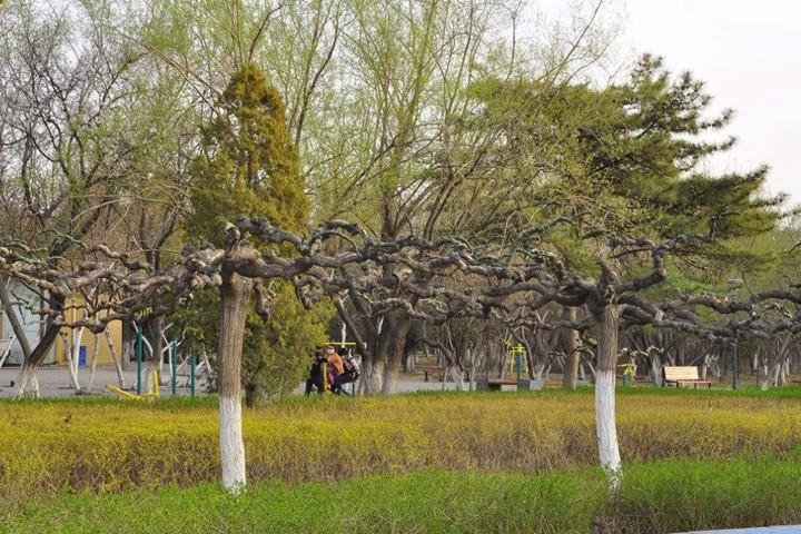 龍爪槐 龍爪槐