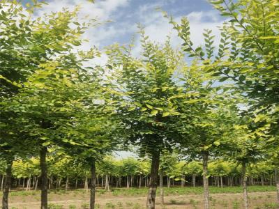 國(guó)槐樹(shù)種植：從選苗到管理的全方位解析