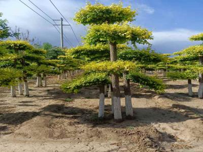 種植造型金葉榆，提升城市綠化品質_提供免費苗木報價