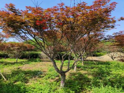 日本紅楓:種植與欣賞的藝術_提供苗木報價