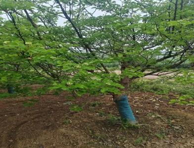普及12公分垂柳種植需要注意點什么呢！